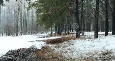 在大雪纷飞的冬季森林公园里散步。 冰雪混合森林